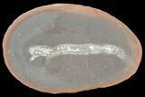 Fossil Polychaete Worm (Polychaeta) - Illinois #120944-1